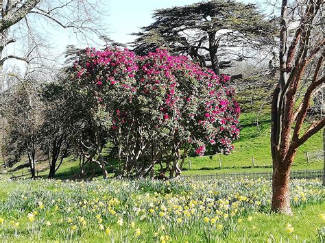 Life in Plymouth: Saltram House Gardens