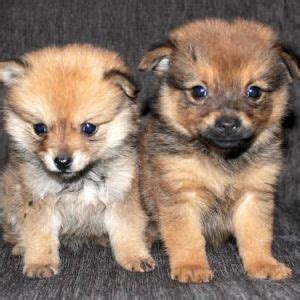 Pomchi (Pomeranian-Chihuahua mix) Info, Temperament, Puppies, Pictures Pomchi Puppies ...