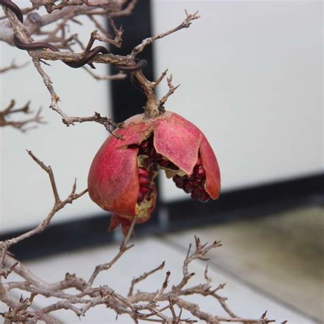 Pomegranate Bonsai Growing and Care