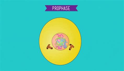 Create GCSE Mitosis GIF Revision Notes - GCSE Science N...