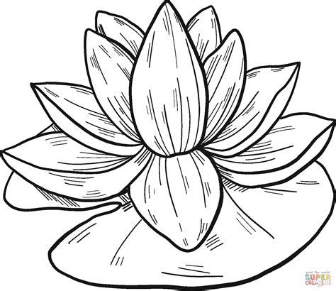 Water Lily coloring page | Free Printable Coloring Pages Water Lily Drawing, Lilies Drawing ...