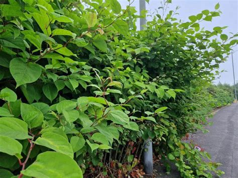 Best Japanese Knotweed Control Methods - Knotweed Removal