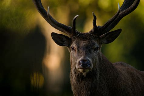 Download Animal Deer 4k Ultra HD Wallpaper by Jonathan Casey