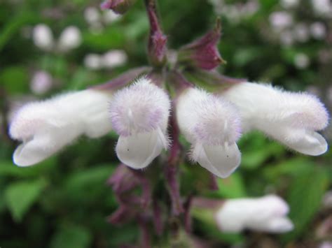 Plant Photography: White Fuzzy Salvia Flowers