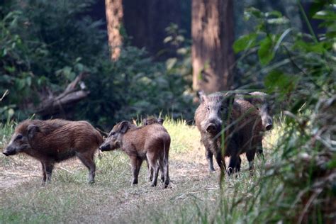 Wild pigs in the forest - PixaHive