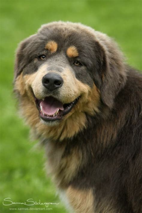 Happy dog in the Czech Republic. #Blue #DeviantArt #Happy #SaNNaS ...