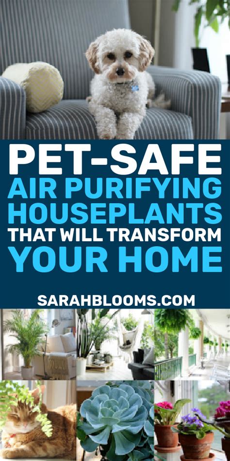 20 Air-Purifying Houseplants Safe for Dogs and Cats • Sarah Blooms