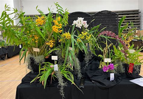 Annual Orchid Show | Genesee Region Orchid Society, Inc.