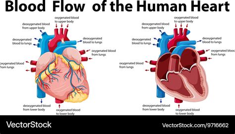 How Does Blood Flow Through The Heart In Order - Photos Idea