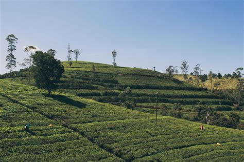 Nuwara Eliya Sri Lanka | Beautiful Landscapes & Amazing Tea Plantations