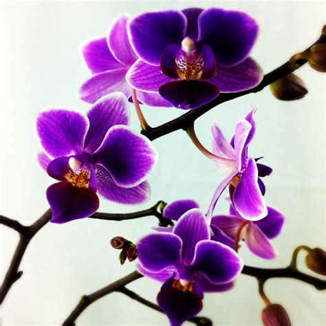 Purple Orchids They are also believed to bring good luck and prosperity. Orchid is the birth ...