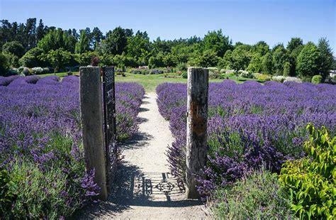 Wānaka Lavender Farm - See the South Island NZ Travel Blog