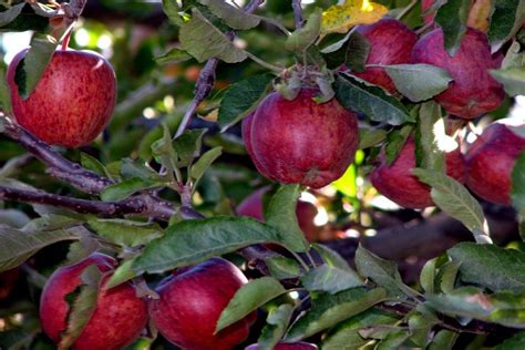 Apple Orchard Tour - Cultural Tours in Himachal Pradesh - Shikhar ...