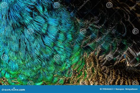 Colorful of Green Peafowl Bird`s Feathers. Stock Image - Image of colorful, bird: 99846663