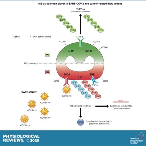 What Causes Papillary Breast Cancer