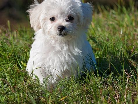 How To Groom Maltese Poodle