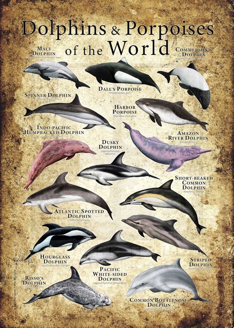 Dolphins & Porpoises of the World Poster - Etsy UK