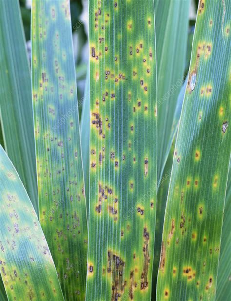 Iris rust - Stock Image - B275/0039 - Science Photo Library