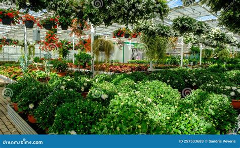 Flowers in a Modern Greenhouse. Greenhouses for Growing Flowers Stock ...