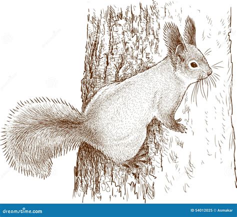 Wild Squirrel On A Tree Stock Photo - Image: 54012025