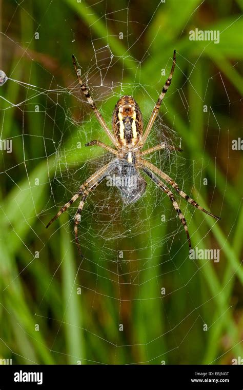 black-and-yellow argiope, black-and-yellow garden spider (Argiope ...