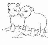 Musk Ox Babies coloring Page  ColouringPages sketch template
