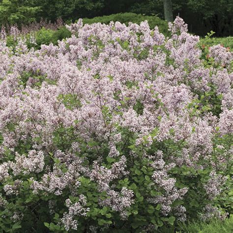 Korean Dwarf Lilac Hedge | Flowering Shrubs from Gurney's