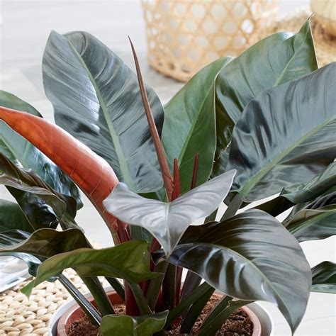 Philodendron Imperial Red, Philodendron Erubescens — Gardenshop