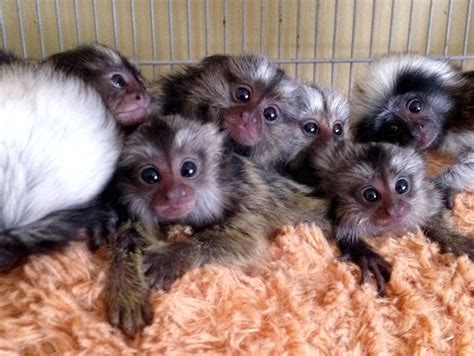 Baby Marmoset Monkey Little Monkeys, Cute Little Animals, Cute Funny Animals, Pygmy Marmoset ...