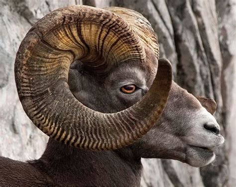 Rocky Mountain Bighorn Sheep, full curl on its magnificent horns. [bing photo] | Mountain Goats ...