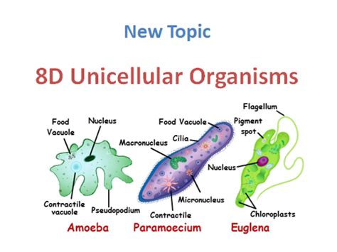 Unicellular Organisms | Teaching Resources