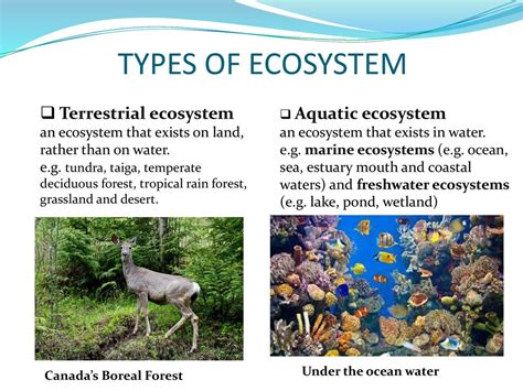 Types Of Terrestrial Ecosystems