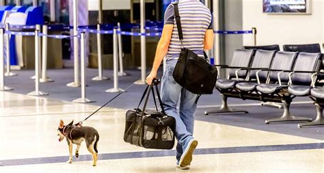 American Airlines Pet Policy: Everything You Need to Know Before Flying ...