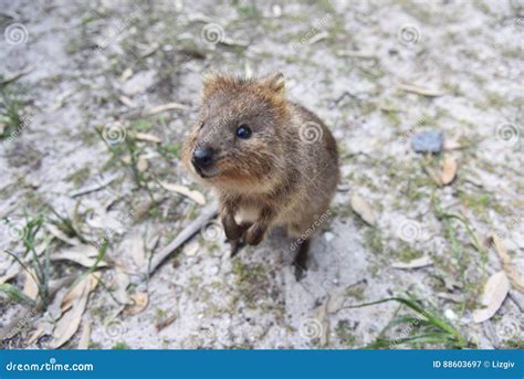 Friendly Quokka Royalty-Free Stock Photography | CartoonDealer.com ...