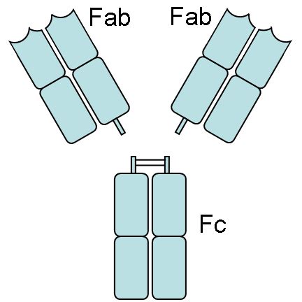 Fc receptor - wikidoc