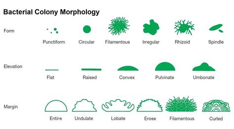 Bacterial Colony Morphology. Source: Prescott's Microbiology 8th ...