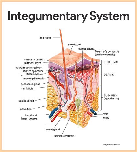 Integumentary System Anatomy and Physiology | Anatomy, Teas test and ...