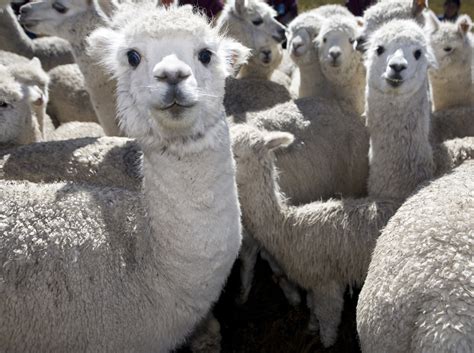 Llamas: Funny Looking, Seriously Improving Lives | Heifer International