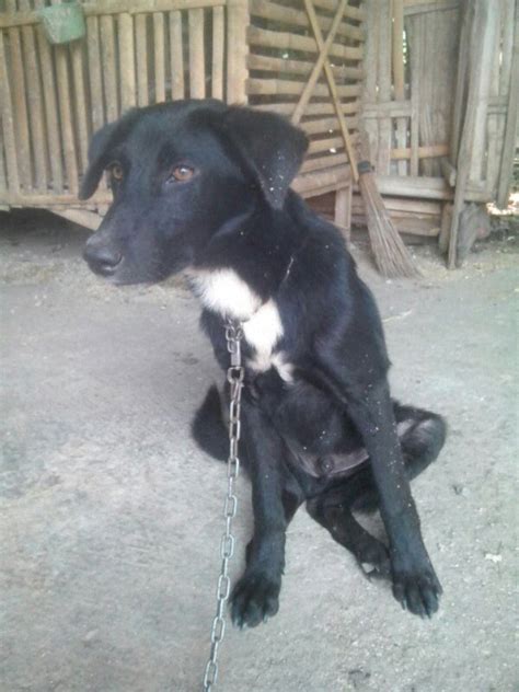 Anjing Kampung/Mongrel/Mix Breed/Campuran/Silangan Lover's - Part 2 ...