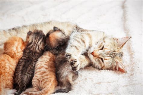 Mother Cat Nursing Baby Kittens Stock Image - Image of child, dream: 120406799