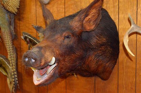 Huge Wild Boar Hog Pig Head Taxidermy Real Arkansas Razorback | Hog pig, Pig head, Hog hunting