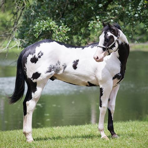 Black Overo | American paint horse, Horse painting, Beautiful arabian ...