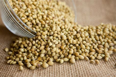 Coriander Seeds: Why It's an Essential Spice in Your Kitchen - Recipes.net