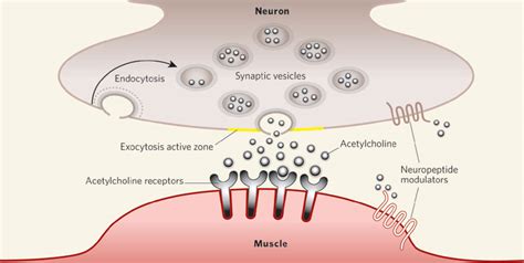 Cholinergic agonists — Medlibes: Online Medical Library