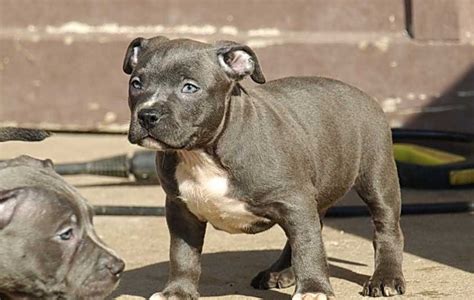 Teacup Pitbull Puppies | Pitbull Puppies