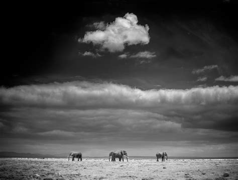 The beauty of Amboseli wildlife. - Minimalist Photography Awards