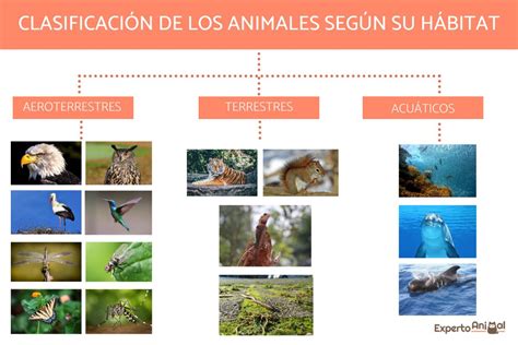 Blog de Tercero: Los animales según su hábitat