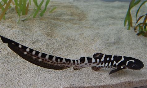 The Georgia Aquarium Welcomes A New Zebra Shark Pup!