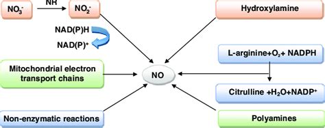 Sources of nitric oxide (NO) synthesis in plants. | Download Scientific Diagram