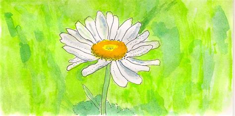 Free photo: Fresh Daisy - Blooming, Daisy, Flower - Free Download - Jooinn